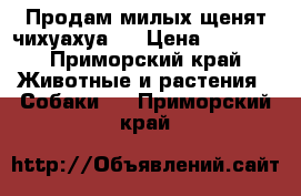 Продам милых щенят чихуахуа.  › Цена ­ 6 000 - Приморский край Животные и растения » Собаки   . Приморский край